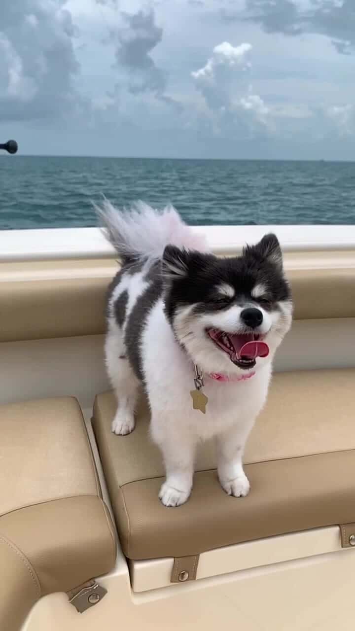 embed-tiktok